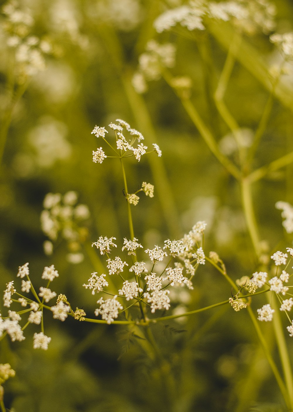 white flowers in tilt shift lens