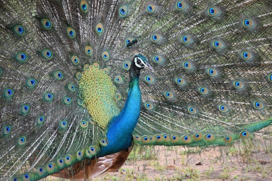 blue green and brown peacock in Yala National Park Sri Lanka