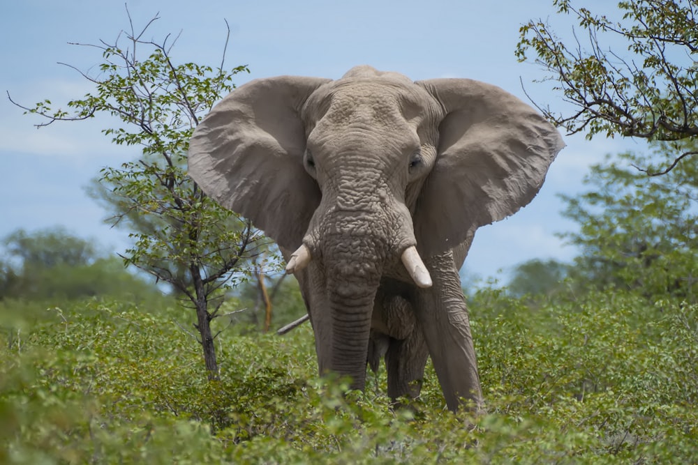 grey elephant on green grass during daytime