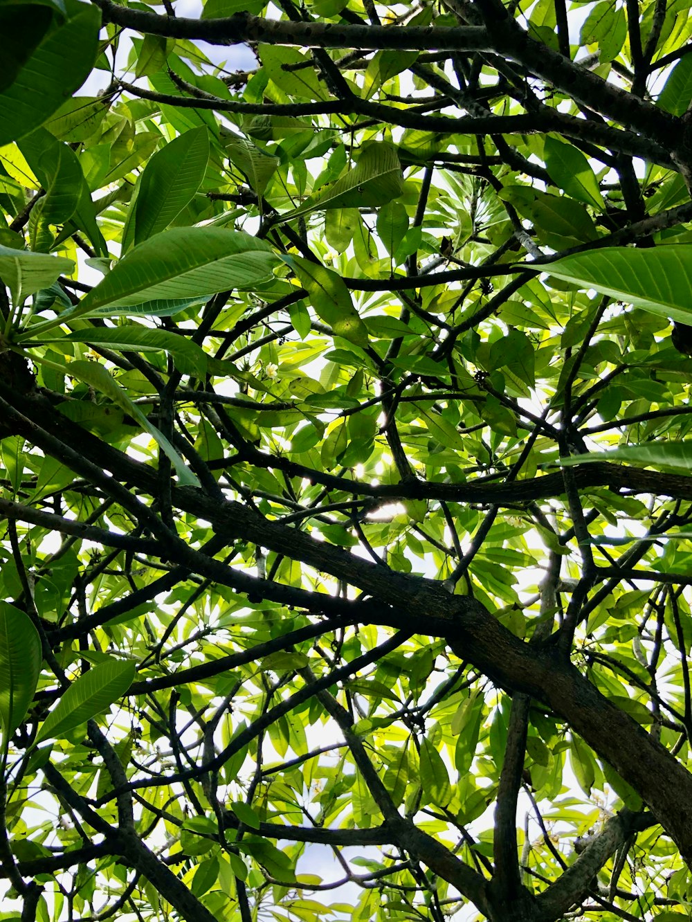 green leaves on brown tree branch