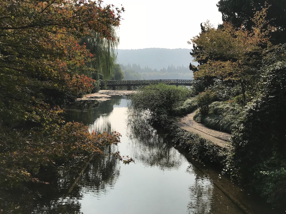 Árboles verdes junto al río durante el día