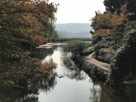 green trees beside river during daytime in West Lake China