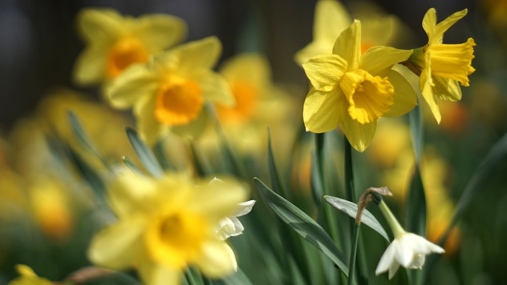 yellow daffodils in bloom during daytime