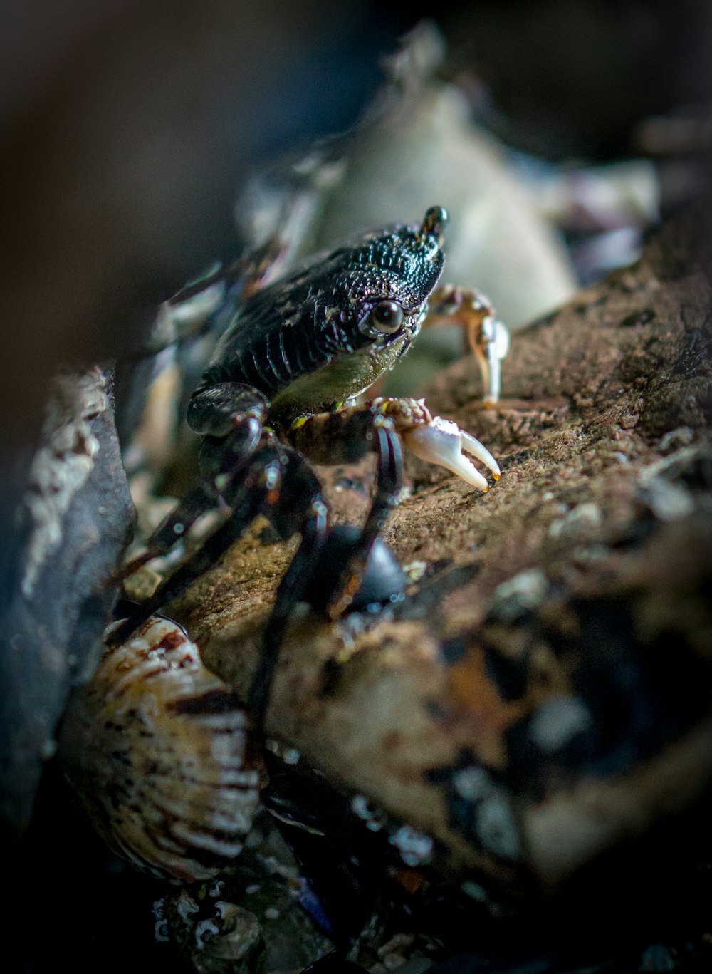 black and white crab on brown rock