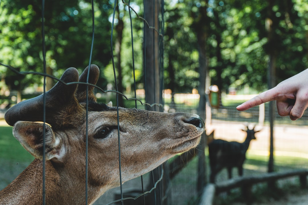 brown deer in front of black metal fence during daytime