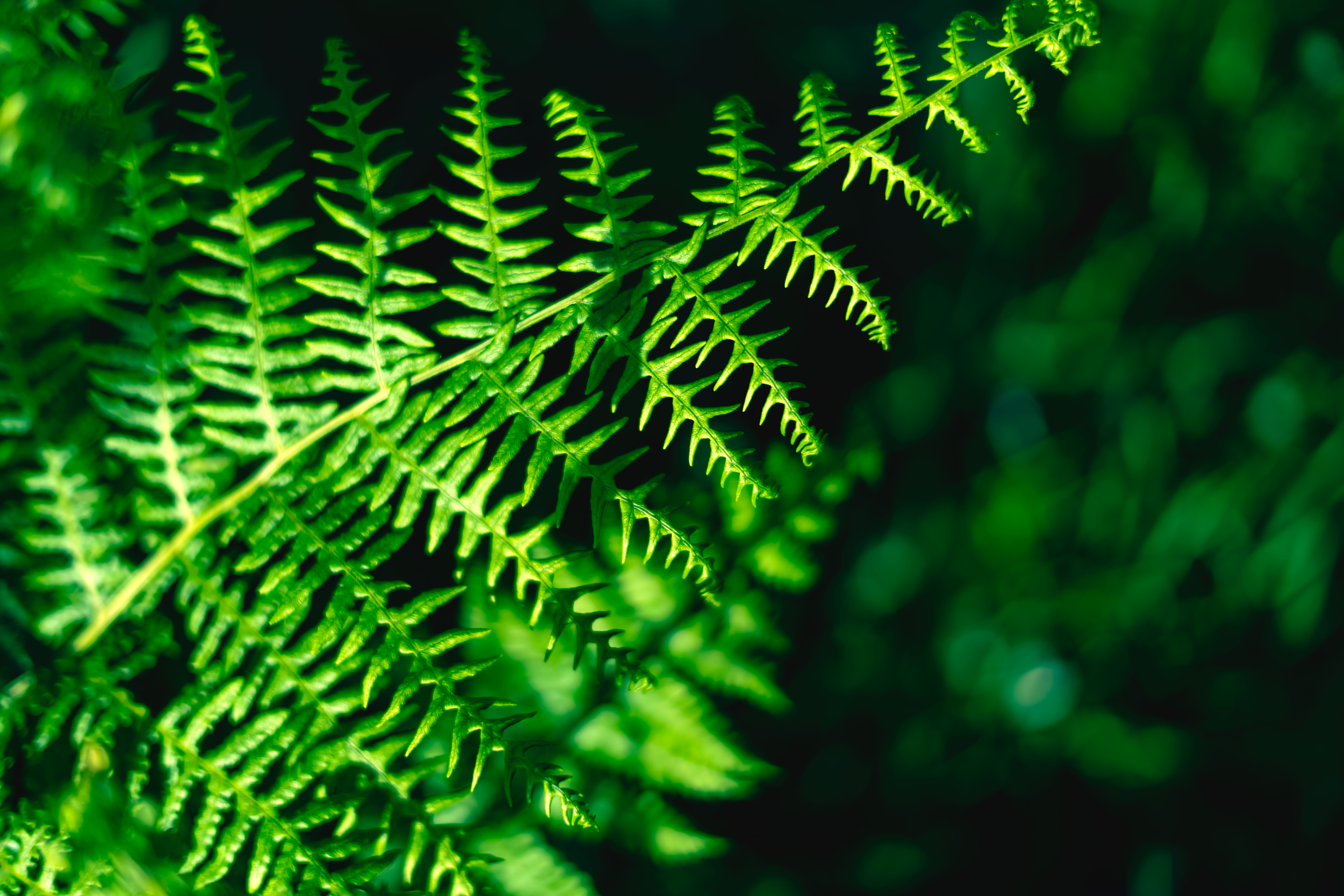 Photo by mohammaddadkhah