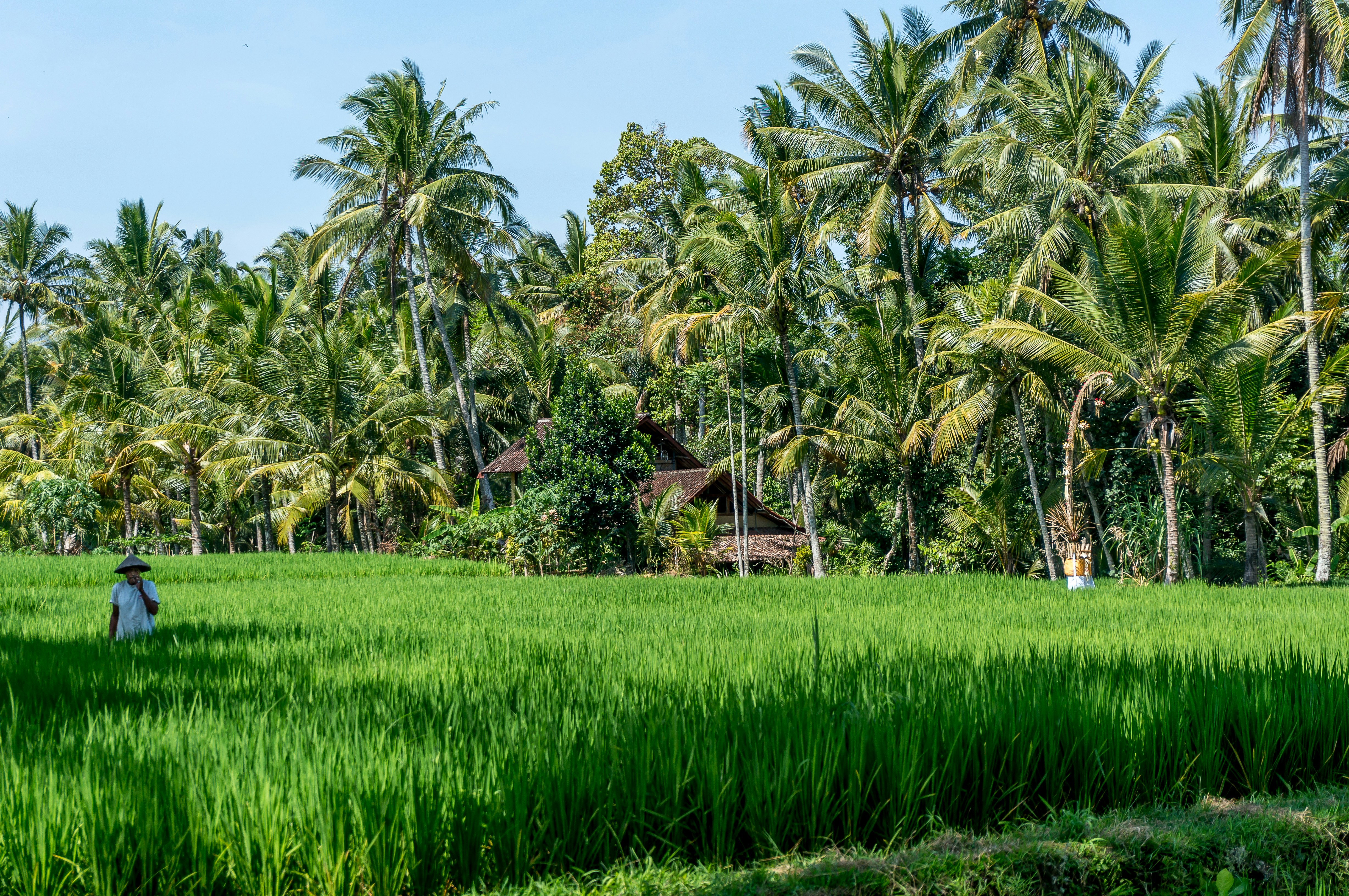 green grass field near palm trees under blue sky during daytime