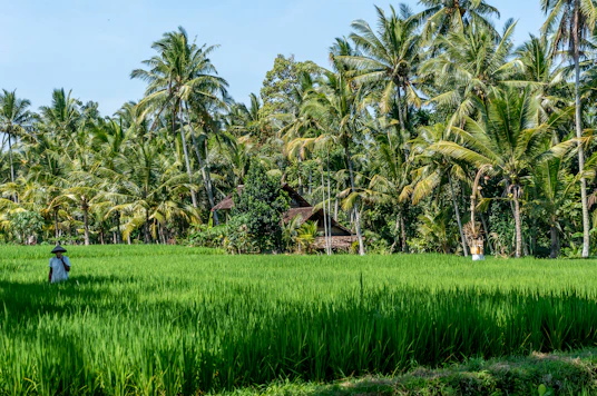 green grass field near palm trees under blue sky during daytime