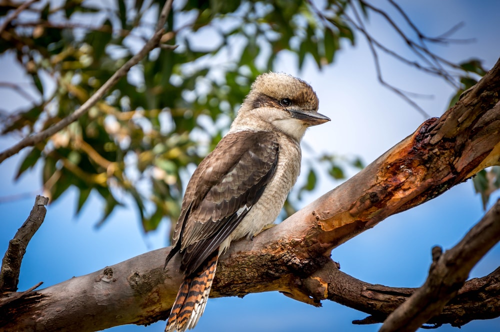 brown and white bird on brown tree branch during daytime