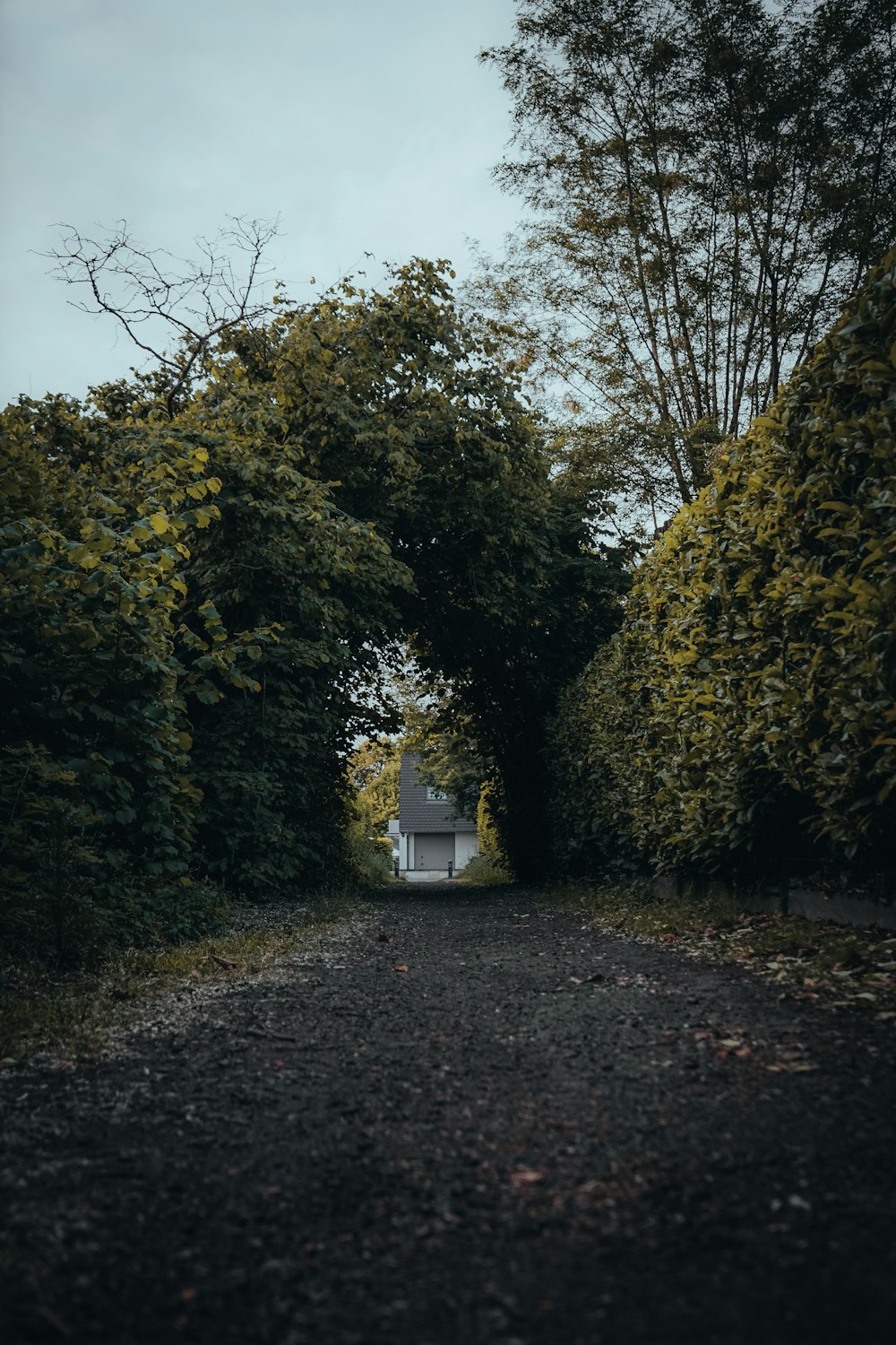 white wooden house in the middle of green trees