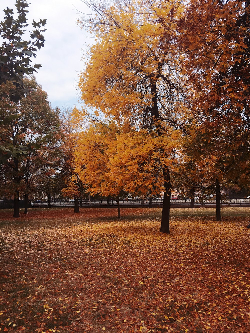 brown and green trees on brown grass field during daytime