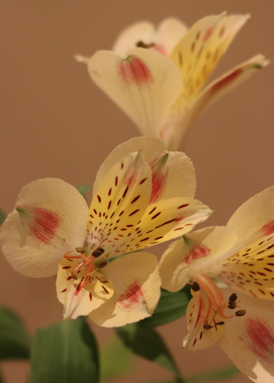 white and yellow flower in close up photography