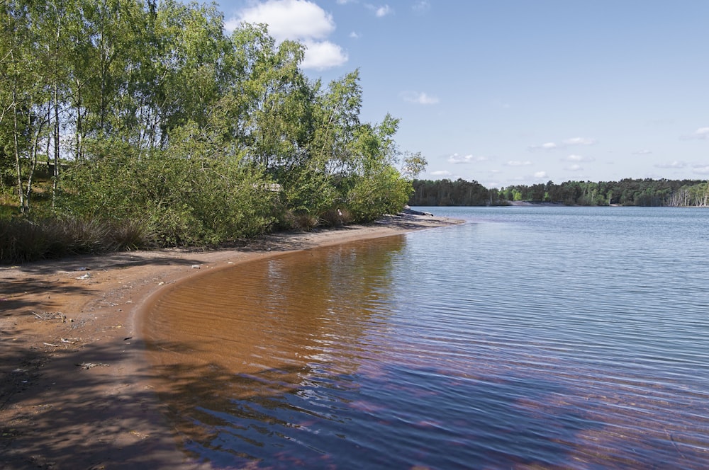 green trees beside body of water during daytime