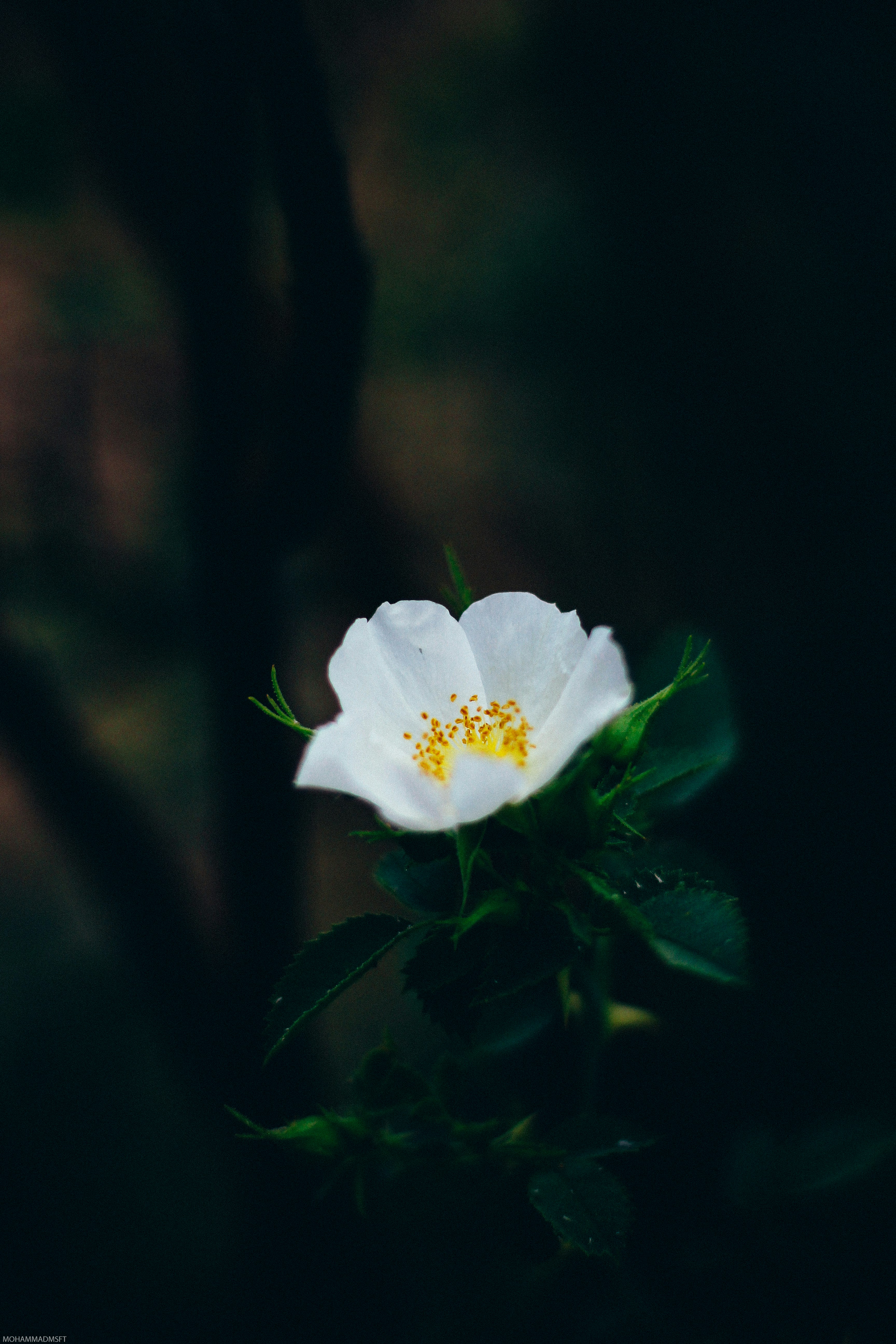 Photo by mohammadmsft