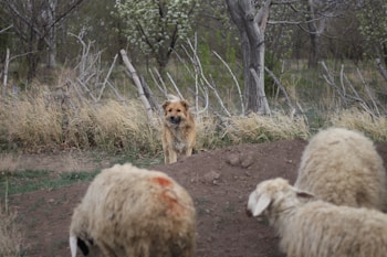 A dog stands alert behind a small dirt mound, with its gaze directed towards a few sheep in the foreground. The sheep have thick wool and are grazing near what appears to be a rugged fence. The background is filled with leafless trees and dry grass, indicating a rural or wilderness setting.