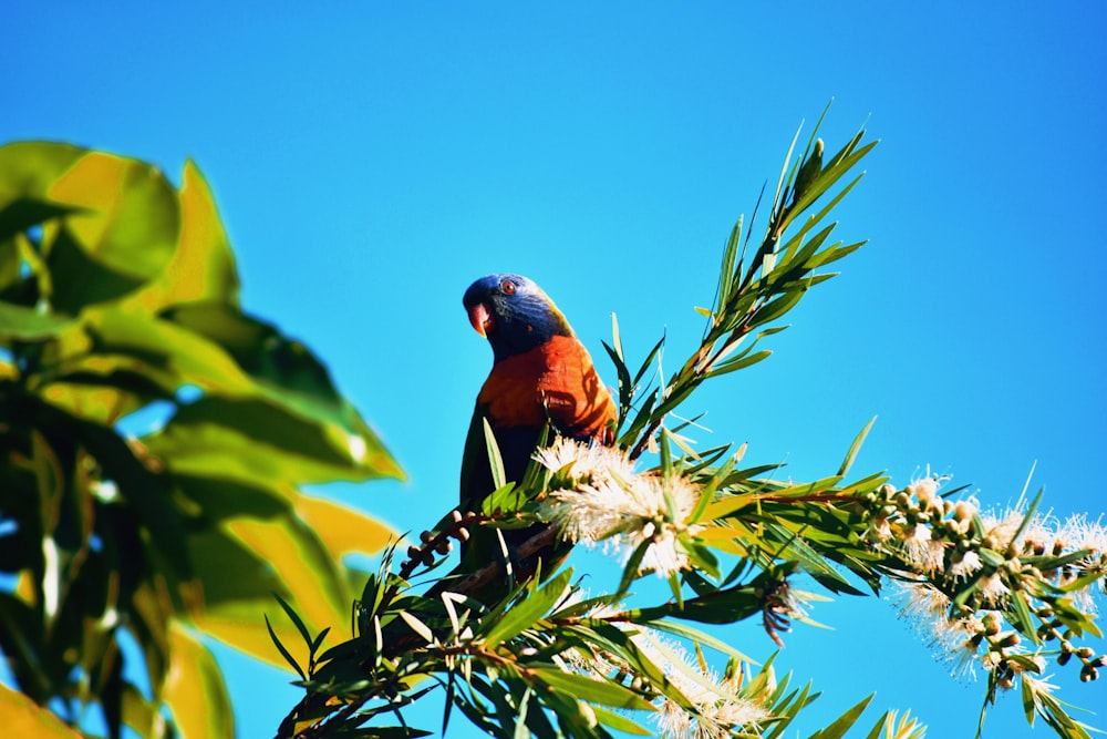 red and black bird on brown tree branch during daytime