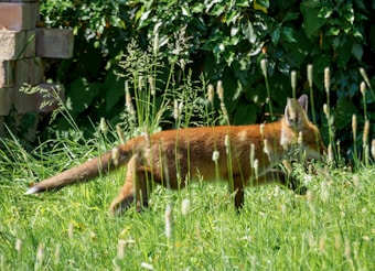 A fox is walking through tall grass with its bushy tail prominently displayed. The background is filled with dense green foliage and some brick structures are visible on the left corner.