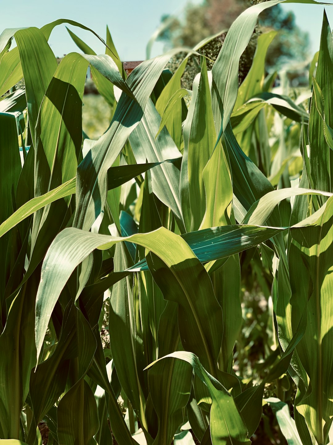 feijoa, soil, green corn plant during daytime