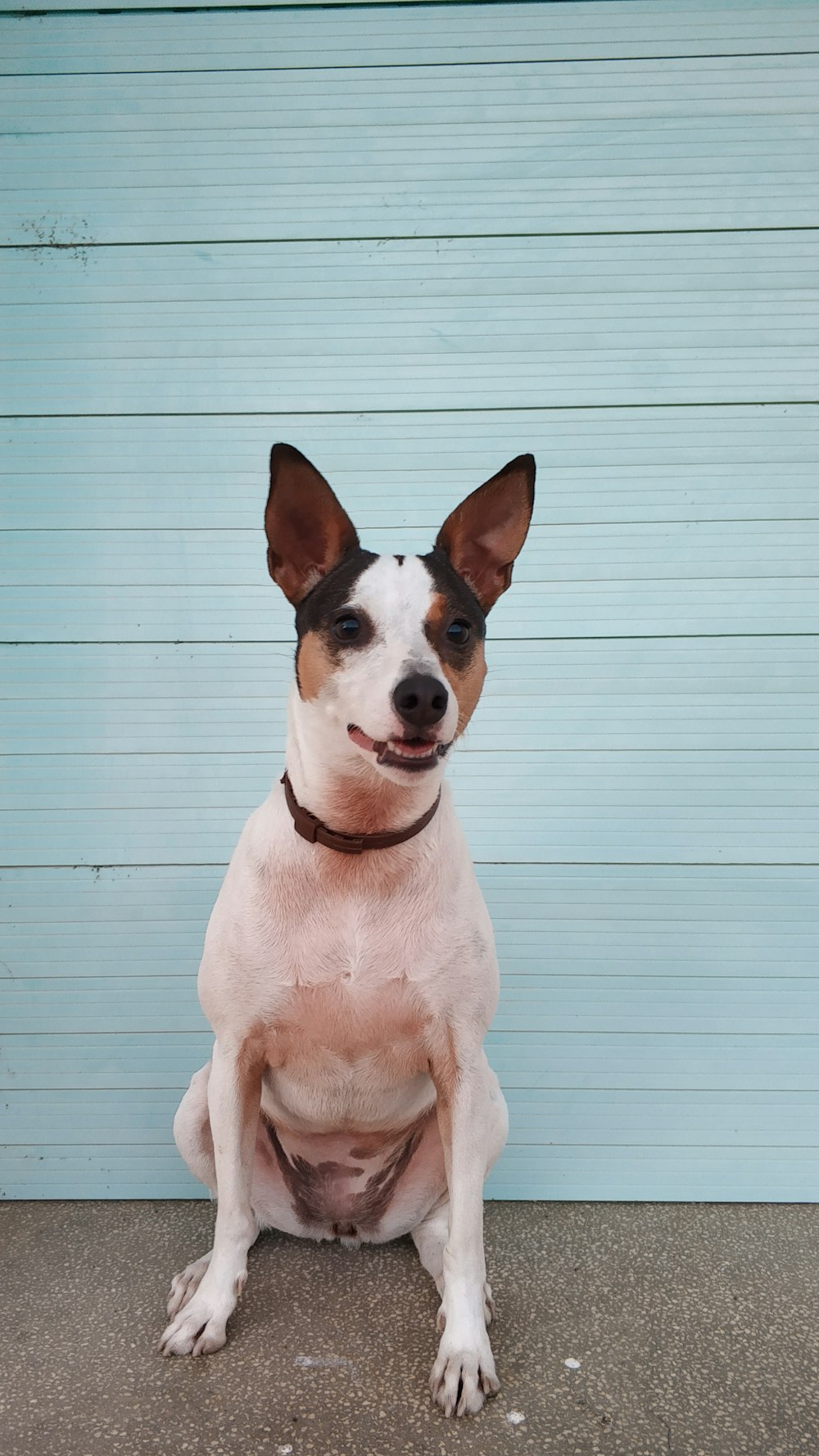 white and brown short coated dog