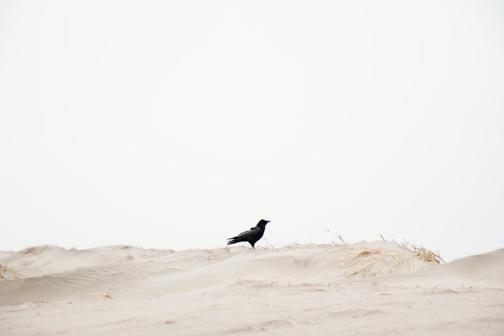 oiseau noir sur le sable brun pendant la journée