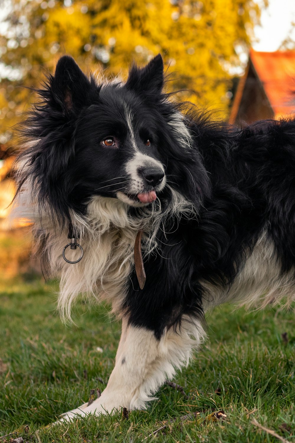 Schwarz-weißer Border Collie tagsüber auf grünem Rasen