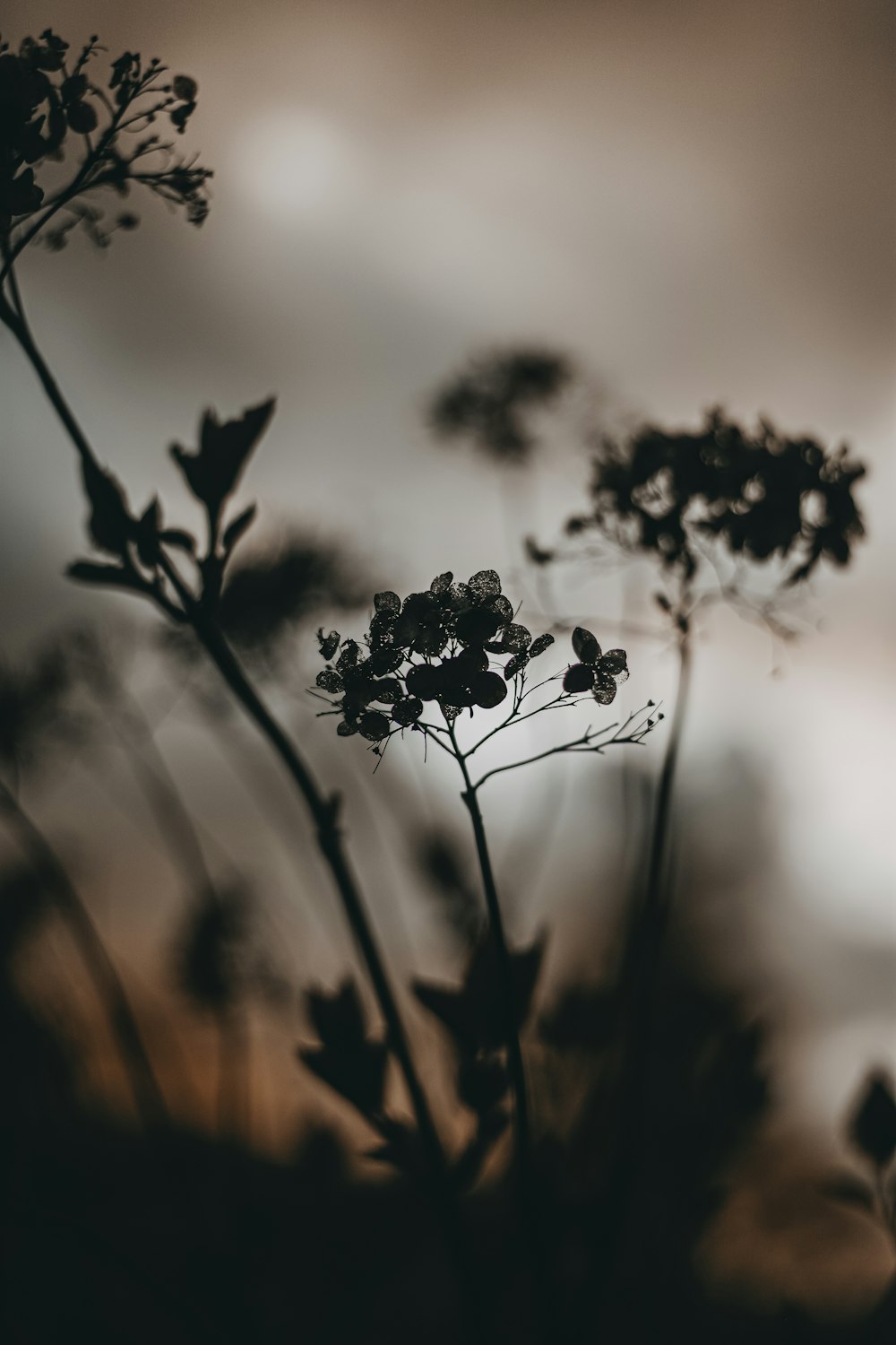 silhouette of flower during sunset