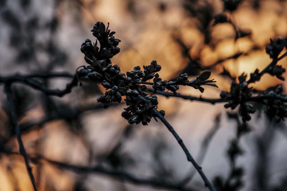 black flower buds in tilt shift lens