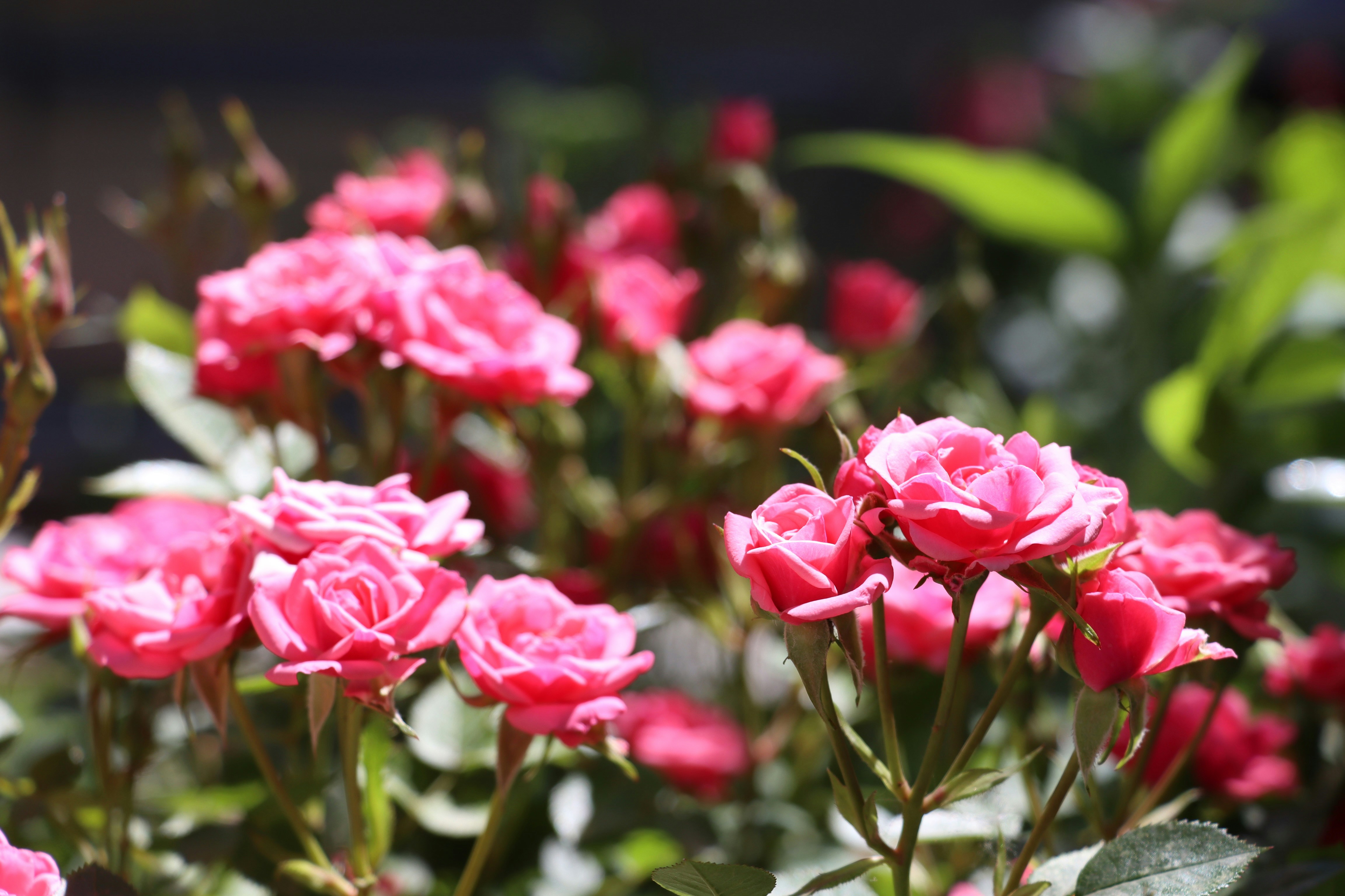 Photo by alirad_zare