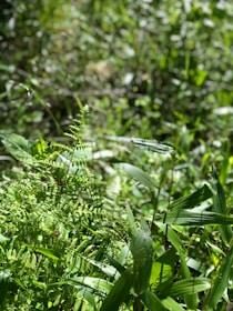 Lush green Kerala forest where herbs are sustainably sourced, bathed in morning light.