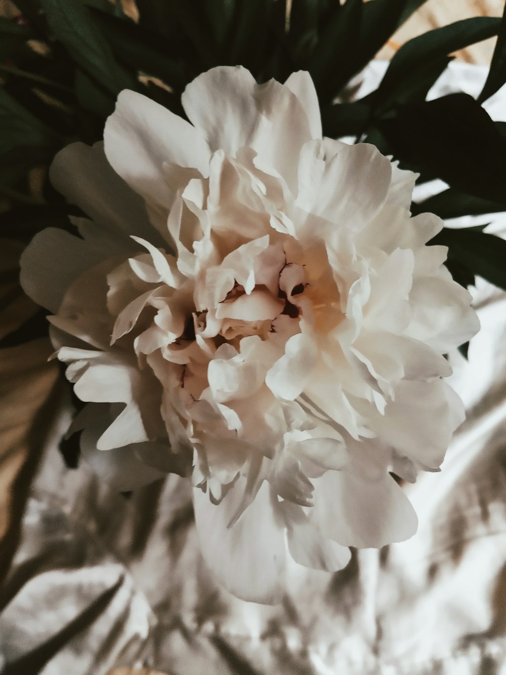 white and orange flower in close up photography