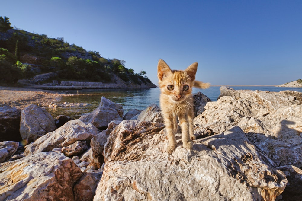 orange tabby cat on rocky shore during daytime