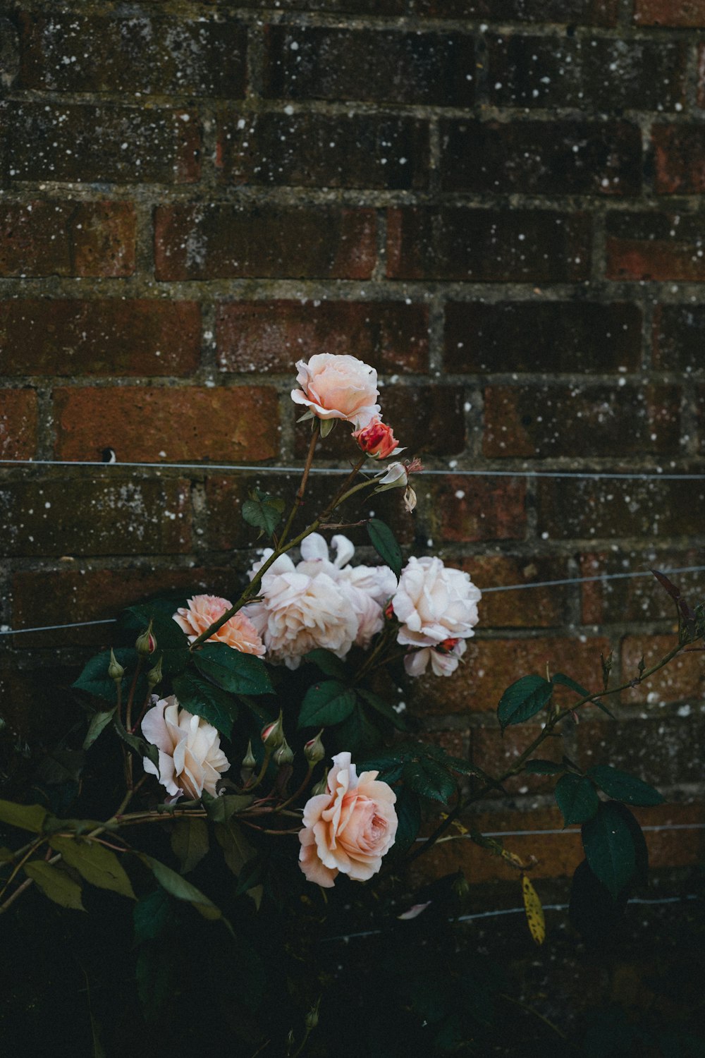 pink and white roses in bloom