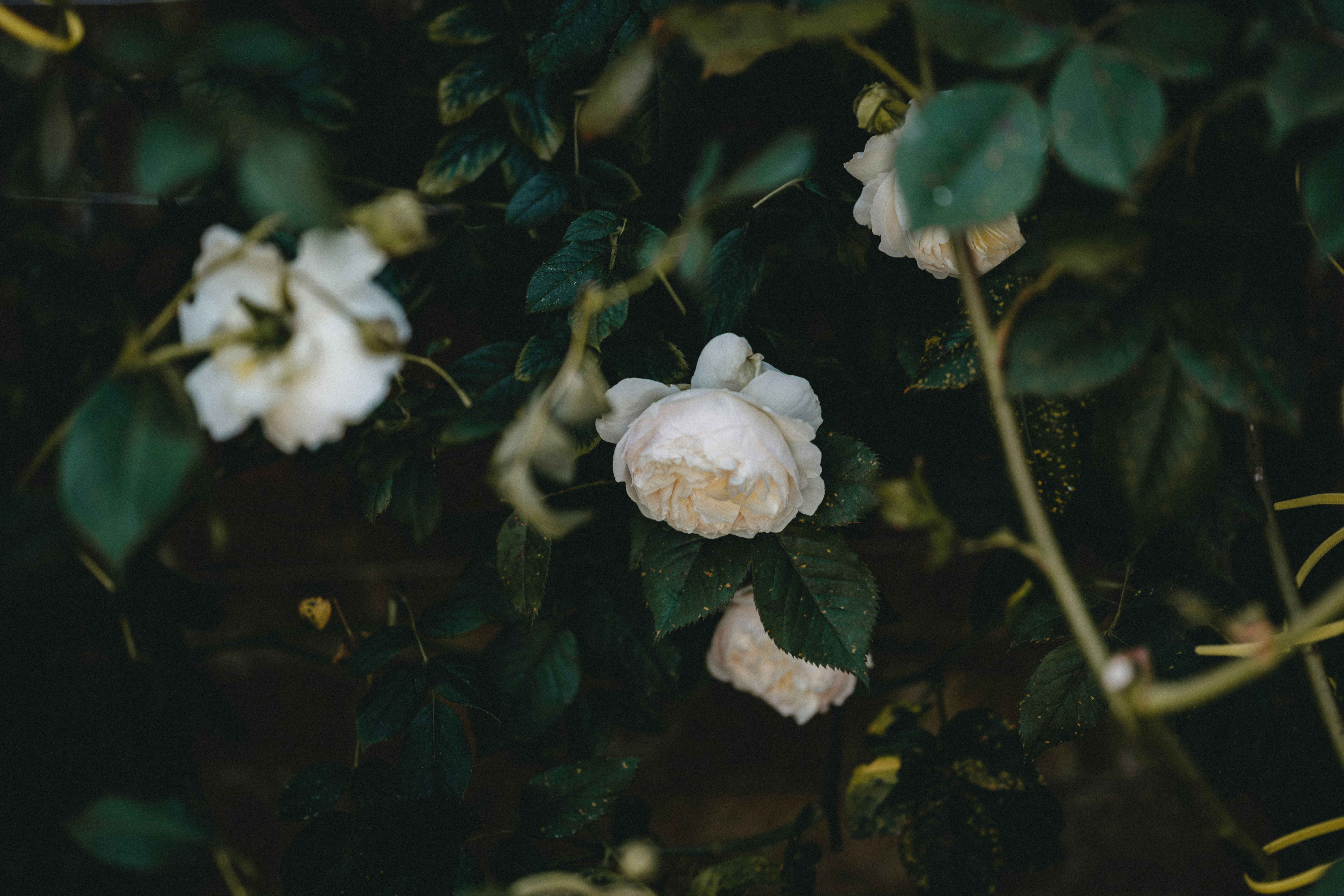 Photo by anniespratt