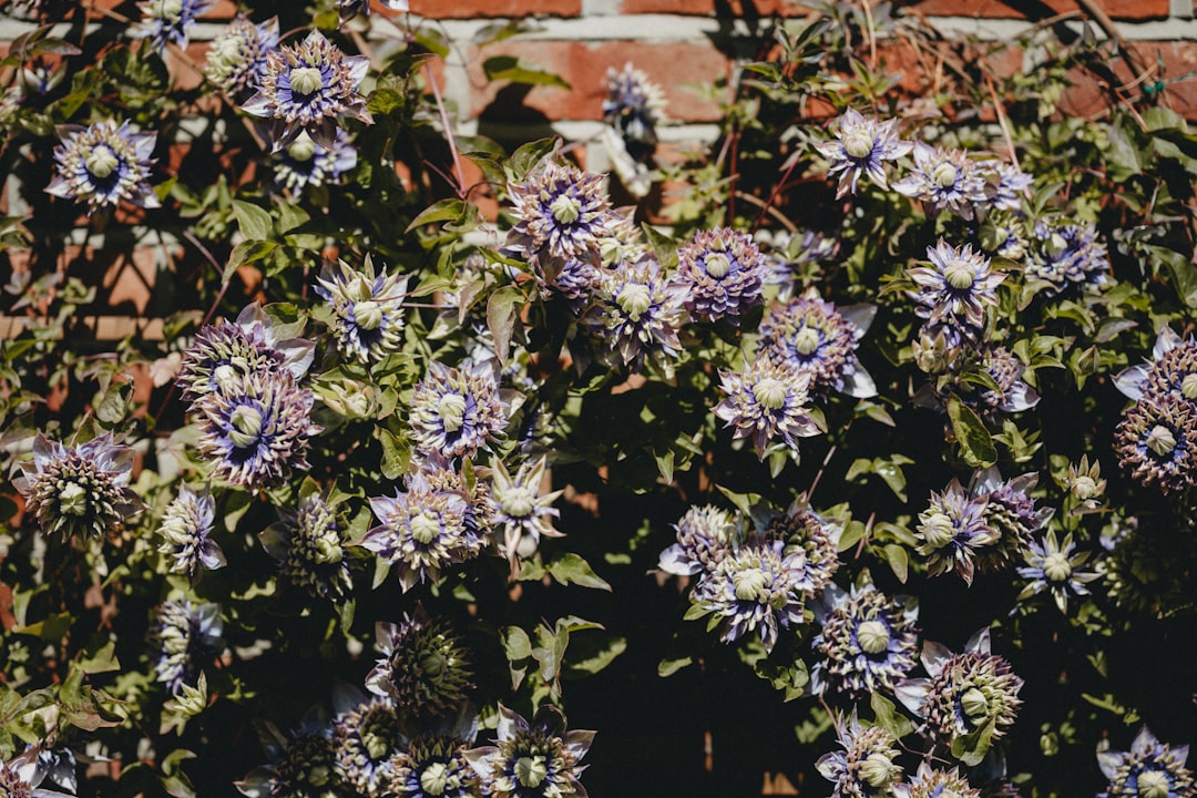 white and purple flowers in bloom during daytime