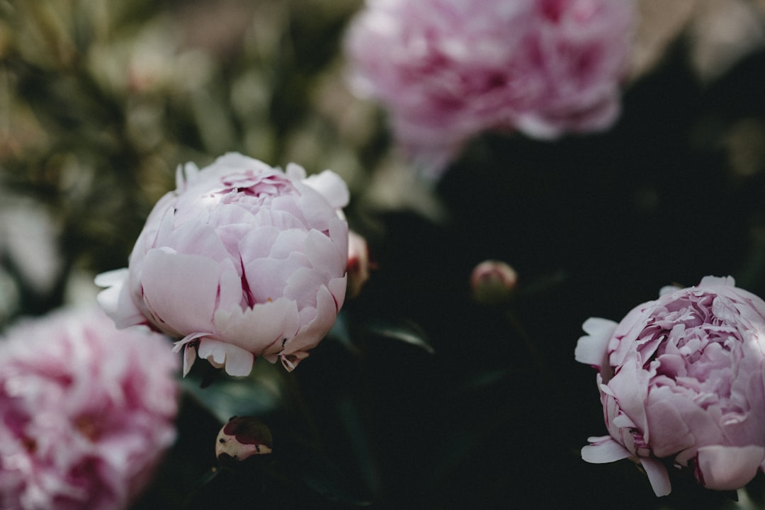 pink flower in tilt shift lens