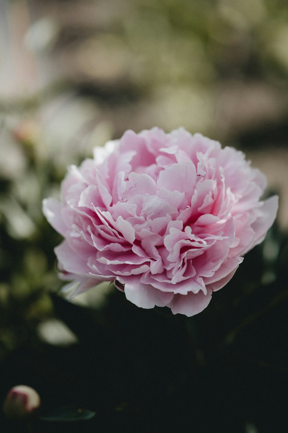 pink flower in tilt shift lens