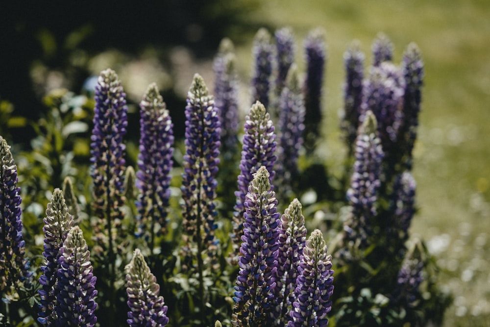 purple flowers in tilt shift lens