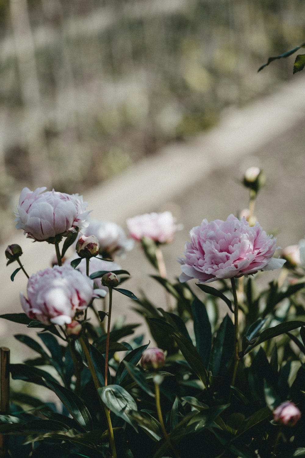 Flores rosas en lente de cambio de inclinación