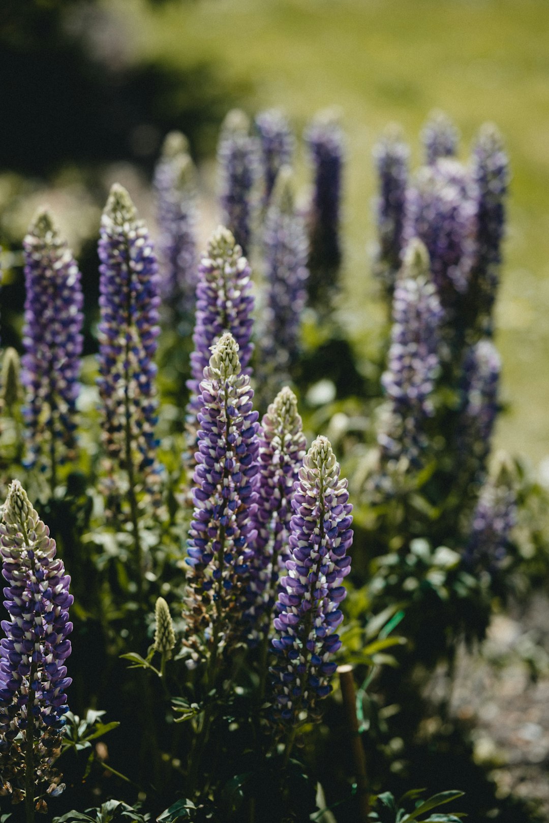 purple flowers in tilt shift lens