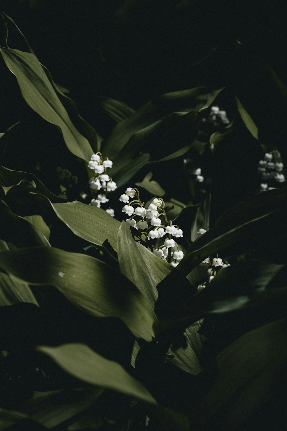 white flowers with green leaves