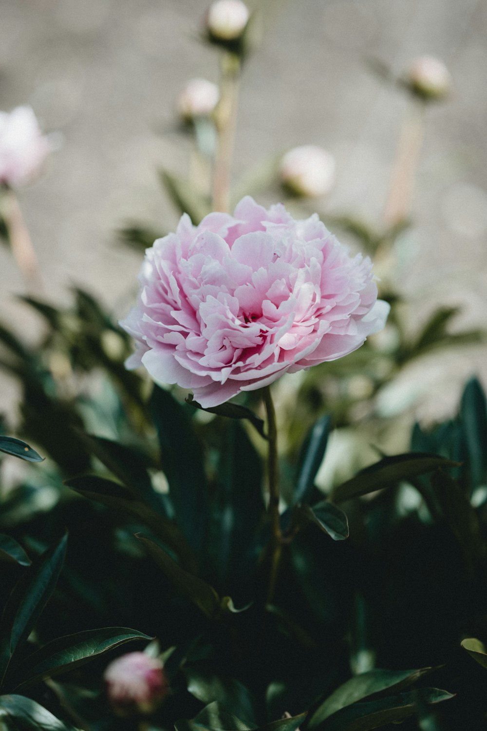 pink flower in tilt shift lens