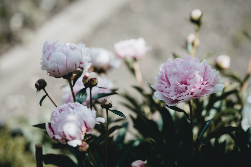 pink and white flowers in tilt shift lens