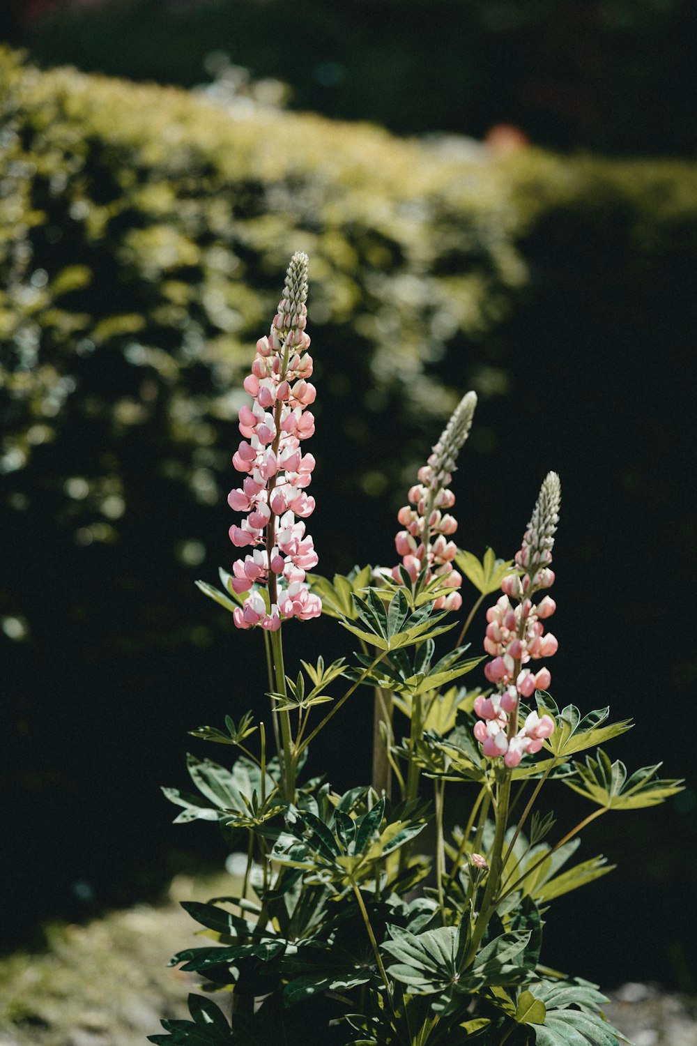 pink and white flower buds