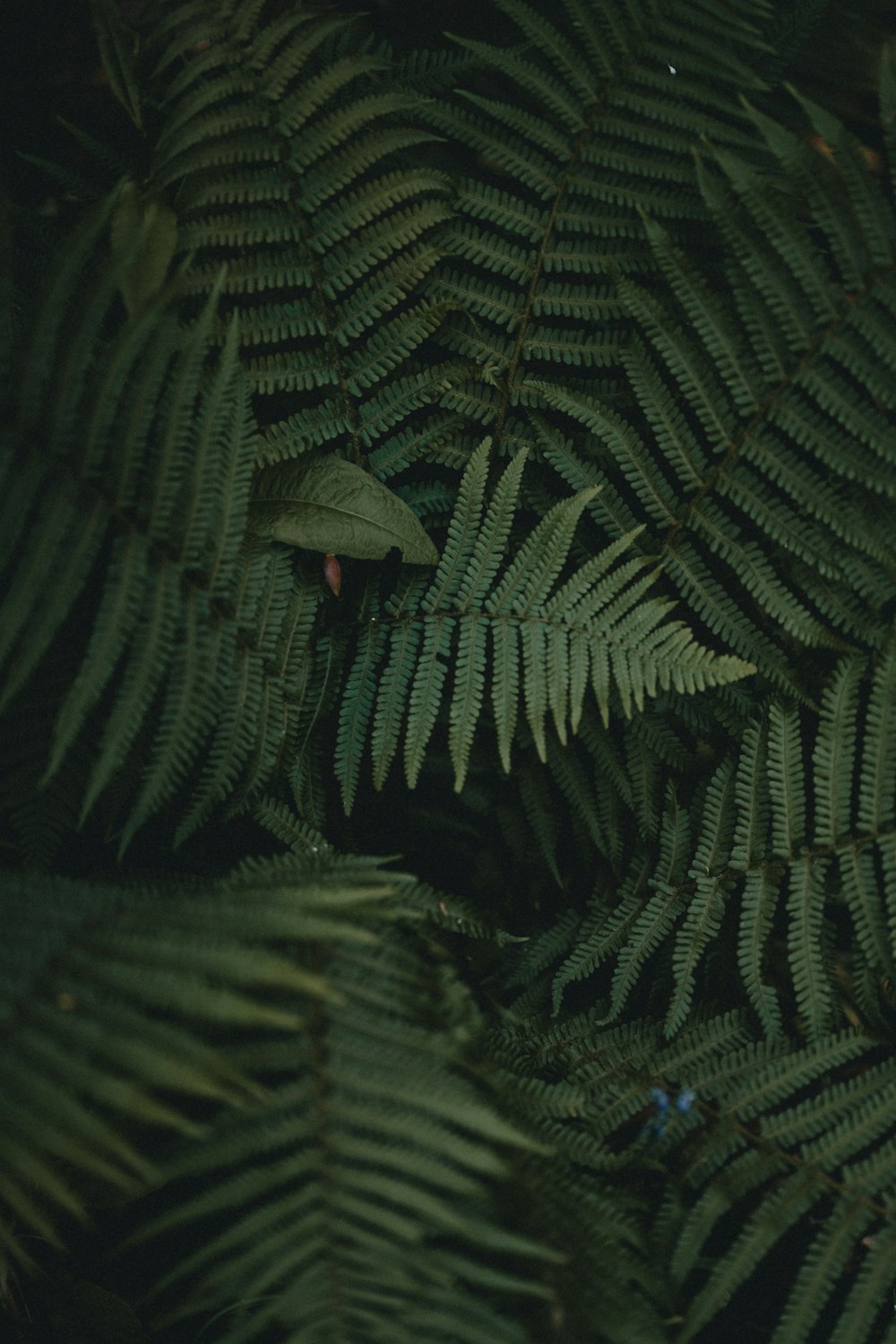 green fern plant in close up photography