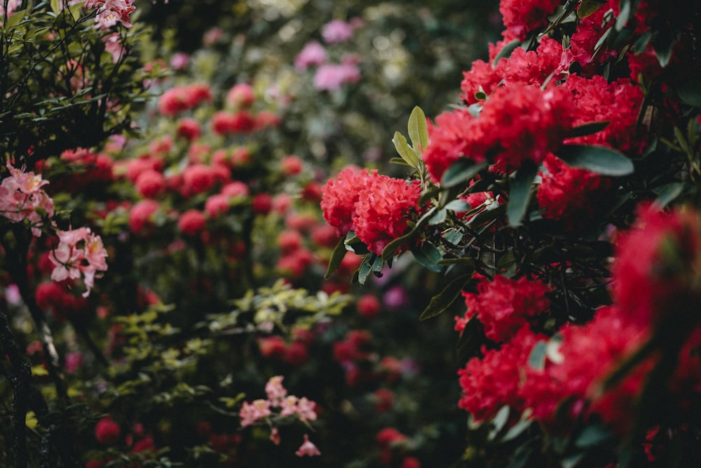 red flowers with green leaves