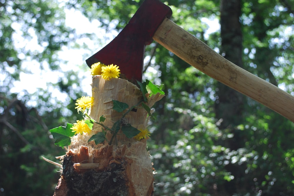 brown and yellow tree trunk