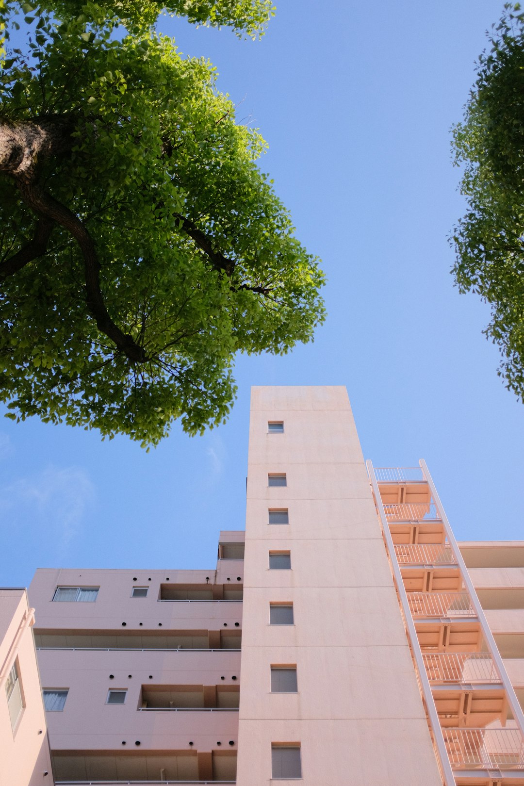 green tree beside white concrete building