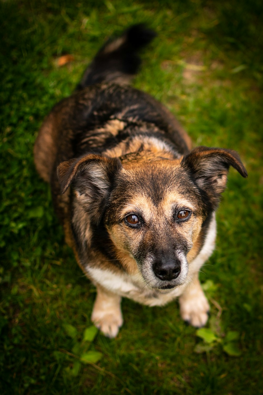 black and tan short coat small dog sitting on green grass field during daytime