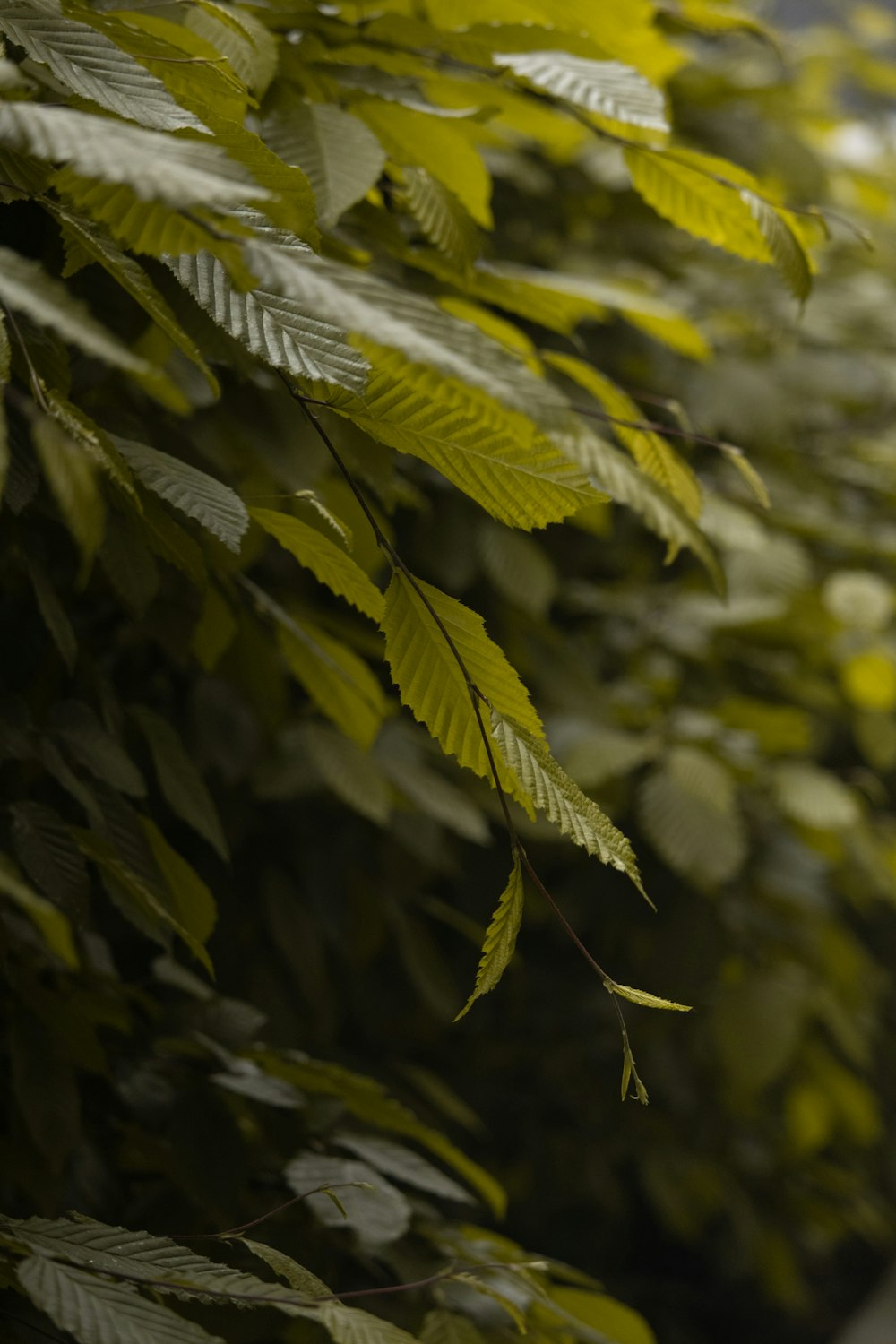 green leaves in tilt shift lens