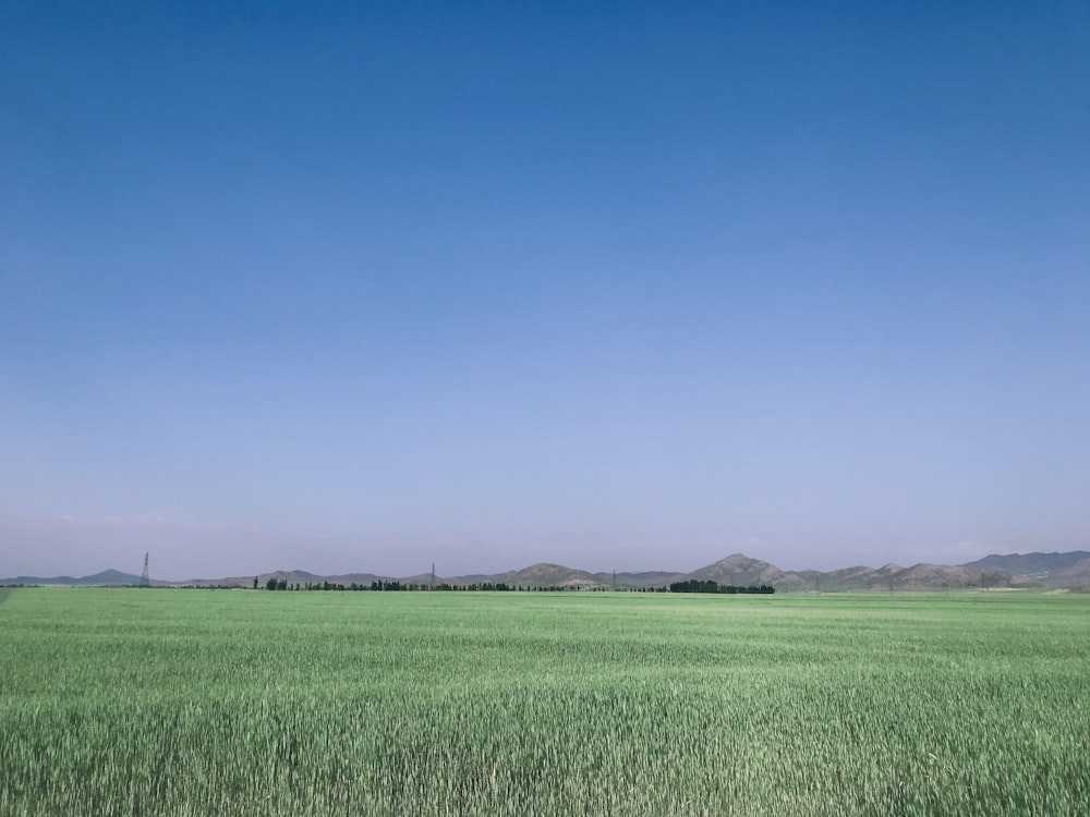 green grass field under blue sky during daytime